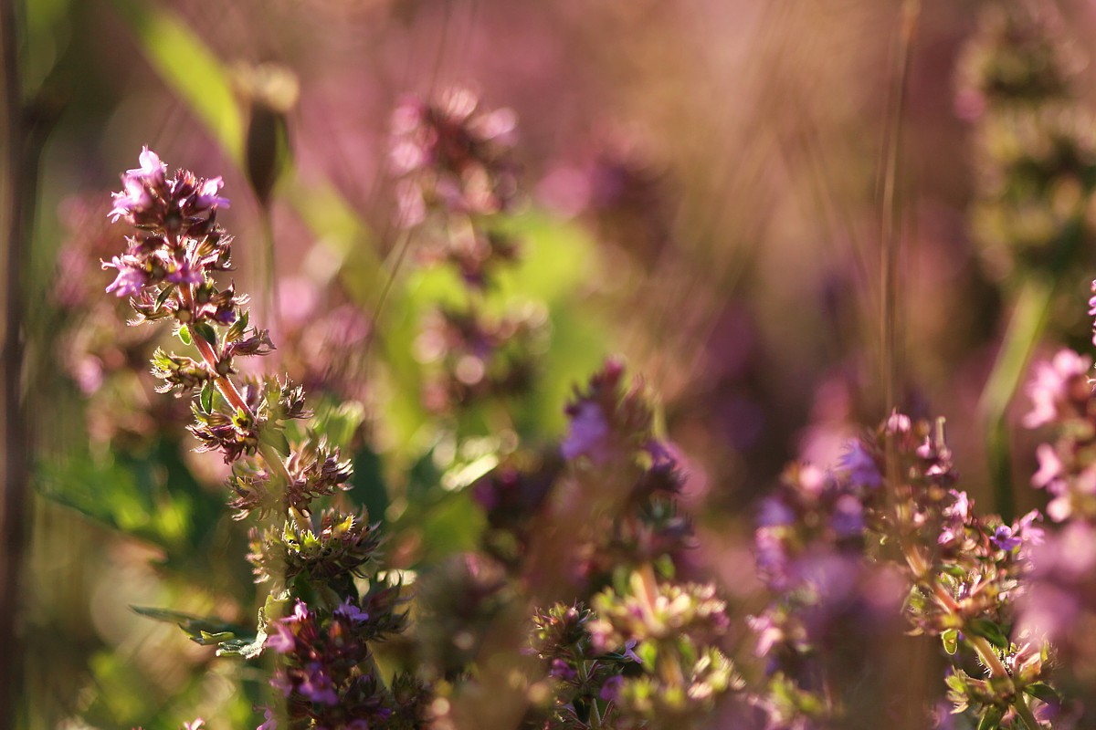 Macierzanka
[i]Thymus sp.[/i]
Słowa kluczowe: kwiat,fioletowy,łąka
