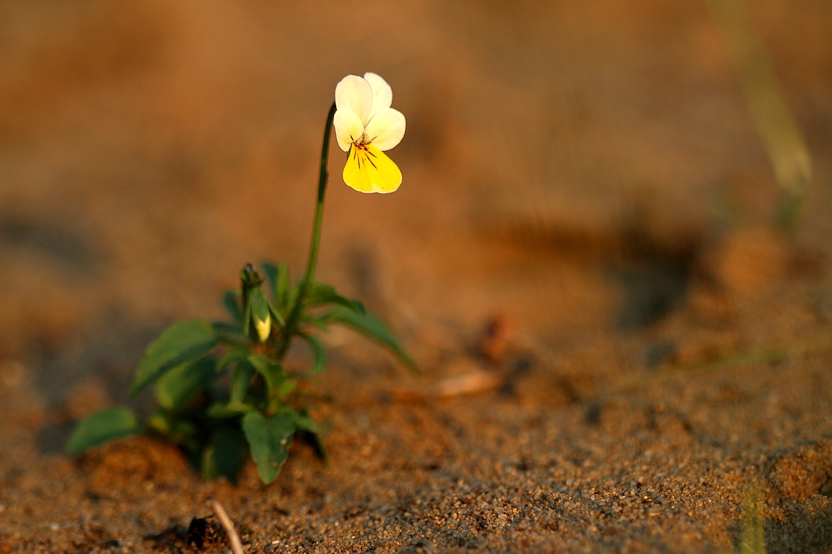 Fiołek trójbarwny
[i]Viola tricolor[/i]
Słowa kluczowe: kwiat