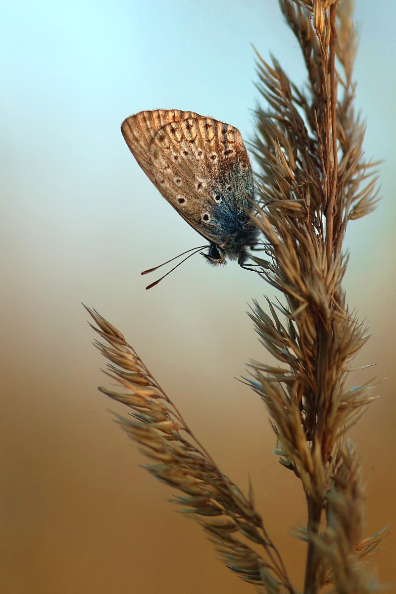 Modraszek
Słowa kluczowe: motyl,owad,niebieski