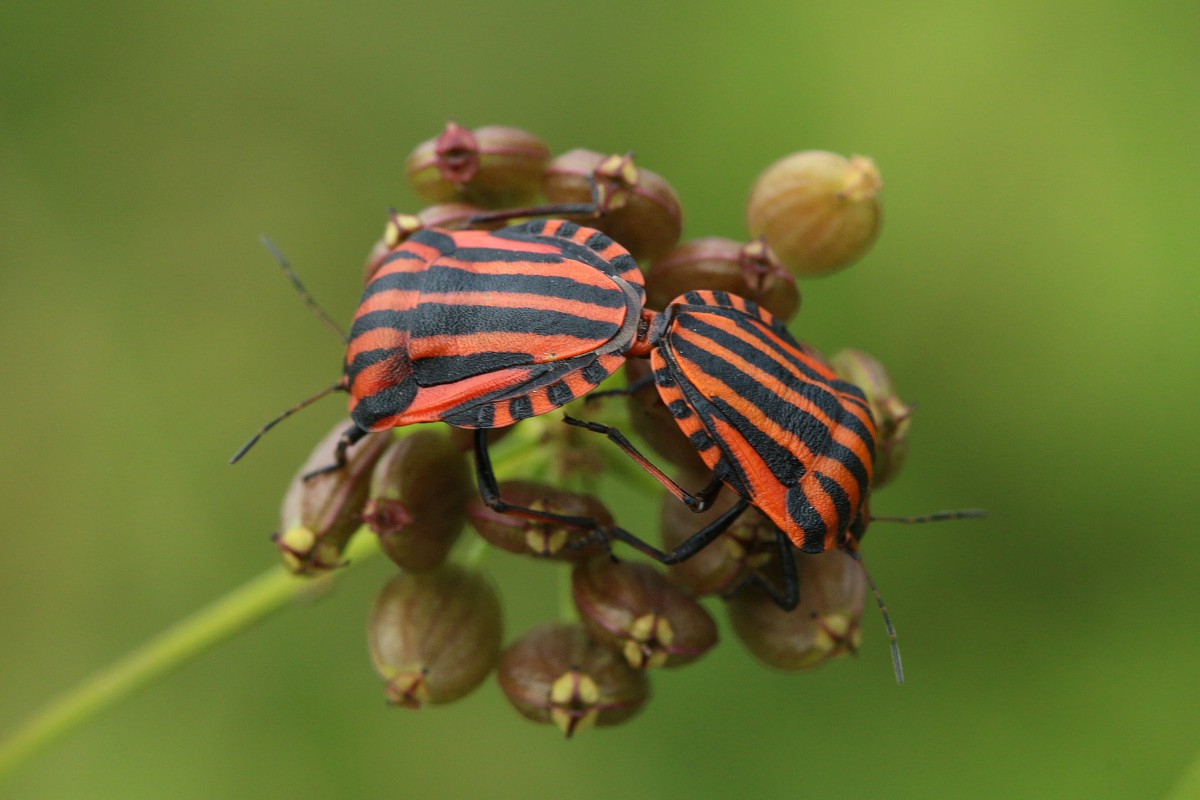 Strojnica baldaszkówka
[i]Graphosoma lineatum[/i]
Słowa kluczowe: pluskwiak,owad,czerwony