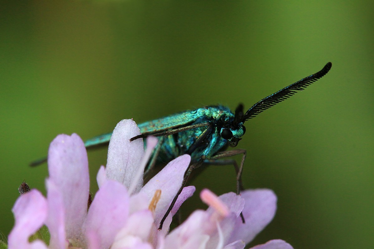 Lśniak szmaragdek
[i]Adscita statices[/i]
Słowa kluczowe: motyl,owad,zielony
