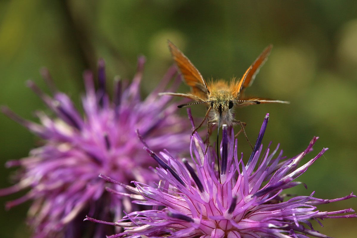 Motyl karłątek
[i]Thymelicus sp.[/i]
Słowa kluczowe: motyl,owad,pomarańczowy,fioletowy