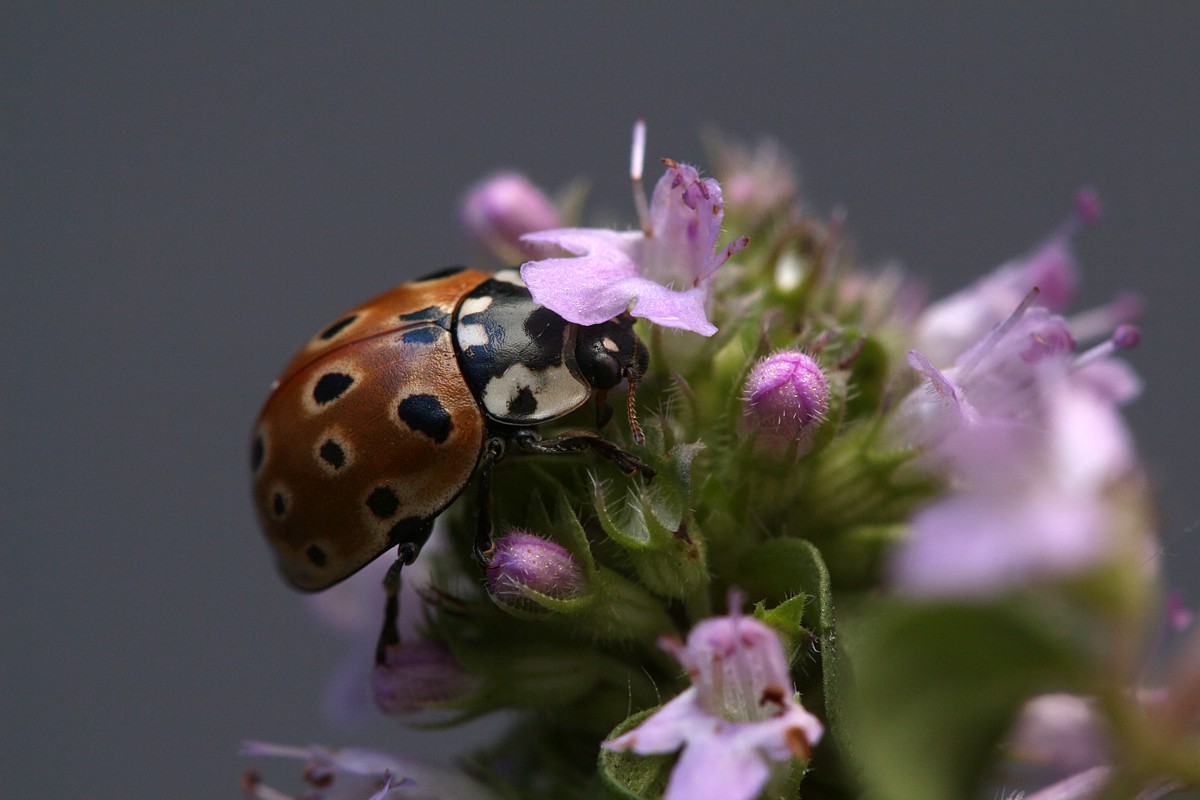 Biedronka oczatka
[i]Anatis ocellata[/i]
Słowa kluczowe: chrząszcz,owad,czerwony