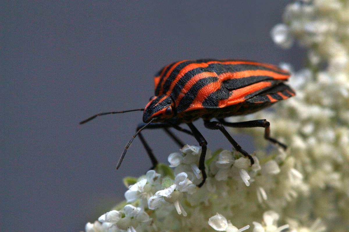 Strojnica baldaszkówka
[i]Graphosoma lineatum[/i]
Słowa kluczowe: pluskwiak,owad,czerwony