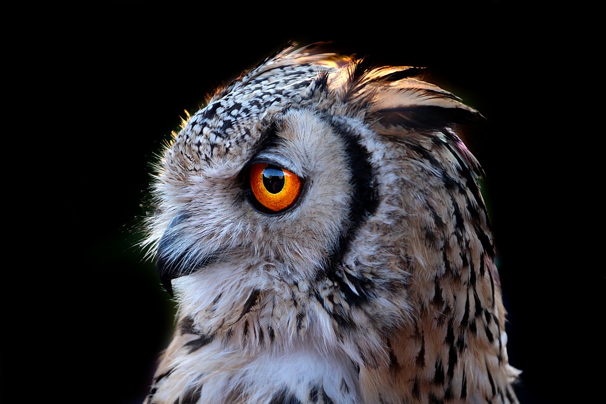 Puchacz indyjski
[i]Bubo bengalensis[/i]
Słowa kluczowe: ptak,czarny