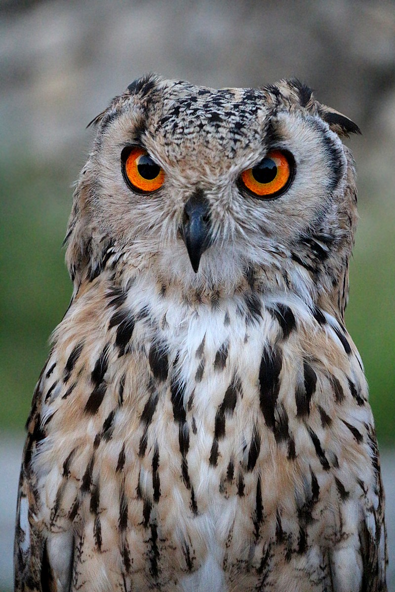 Puchacz indyjski
[i]Bubo bengalensis[/i]
Słowa kluczowe: ptak
