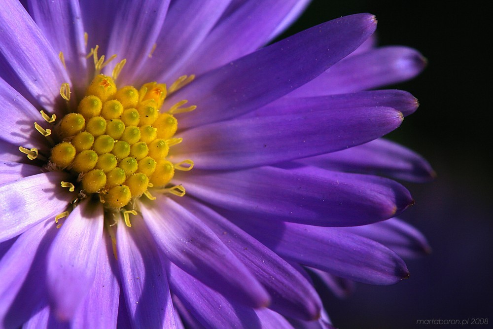 Aster (Marcinek)
Beskid Żywiecki 2008
Słowa kluczowe: kwiat,fioletowy