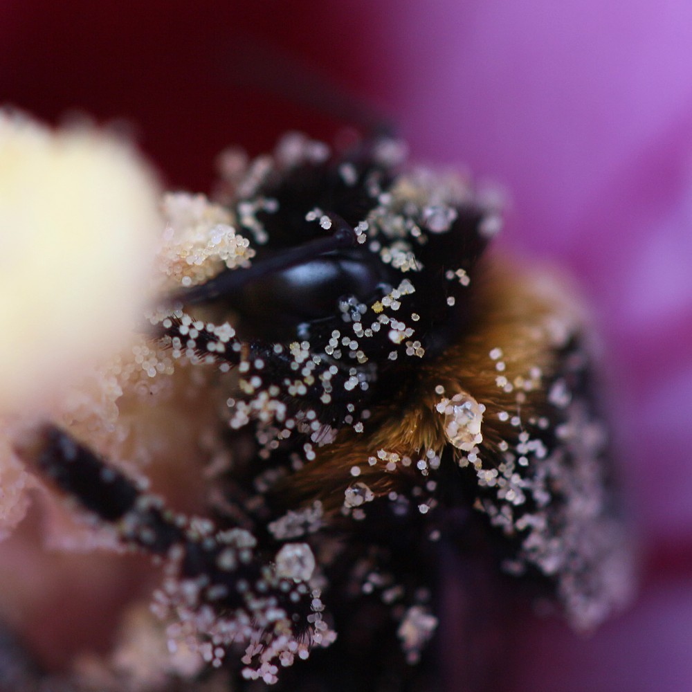 Trzmiel na ketmii syryjskiej 2
cały w pyłku
[i]Bombus terrestris[/i]
Słowa kluczowe: owad,fioletowy