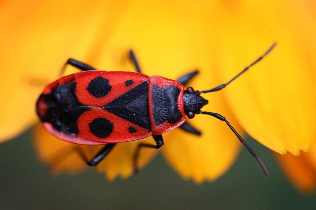 Kowal bezskrzydły
[i]Pyrrhocoris apterus[/i]
Słowa kluczowe: owad,żółty,pluskwiak