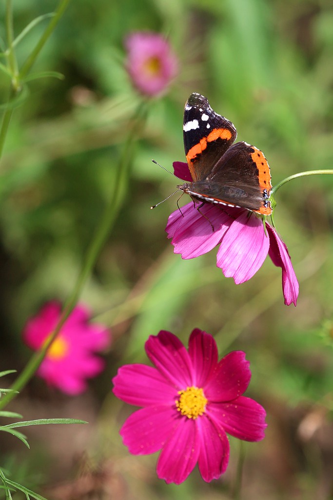 Rusałka admirał na kosmosie 1
[i]Vanessa atalanta[/i]
Słowa kluczowe: owad,motyl