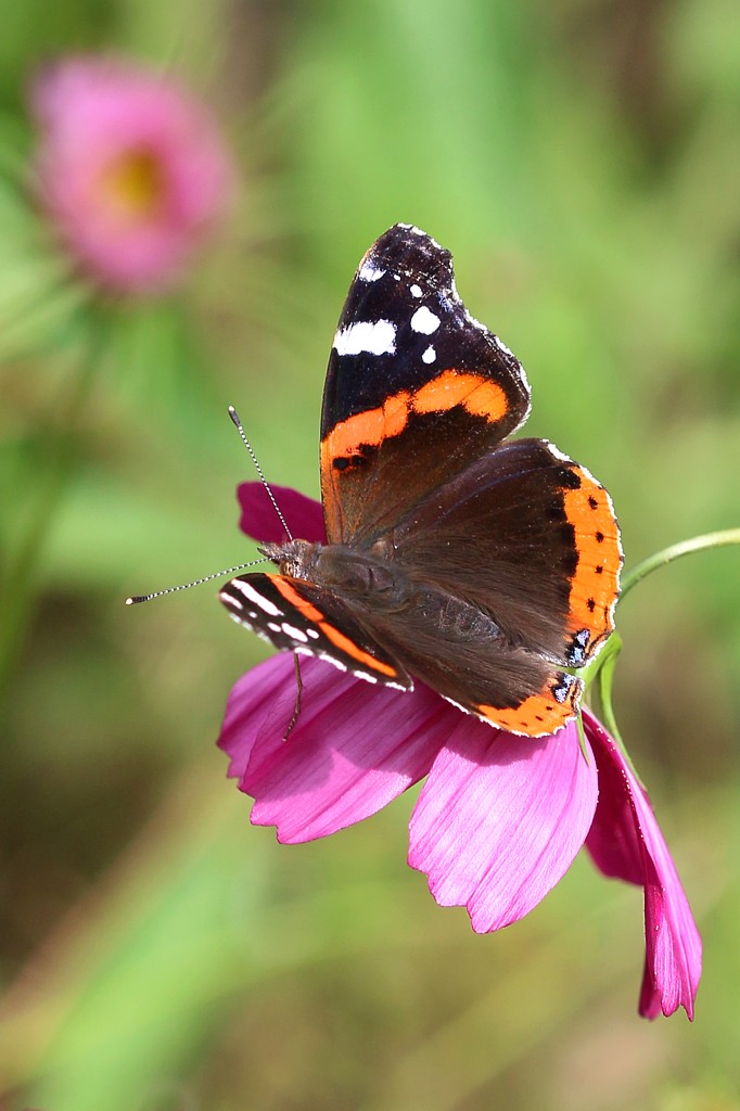 Rusałka admirał na kosmosie 2
[i]Vanessa atalanta[/i]
Słowa kluczowe: owad,motyl