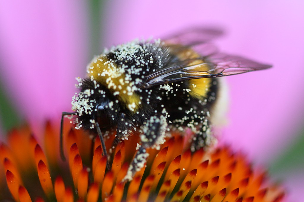 Tzmiel na jeżówce
[i]Bombus terrestris[/i]
Słowa kluczowe: owad,fioletowy,kwiat