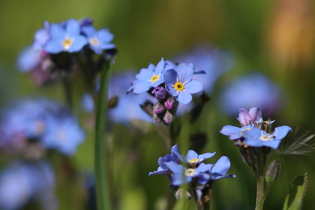 Niezapominajka
[i]Myosotis sp.[/i]
Słowa kluczowe: kwiat,niebieski