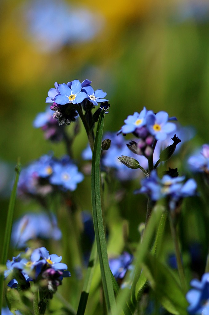 Niezapominajka
[i]Myosotis sp.[/i]
Słowa kluczowe: kwiat,niebieski