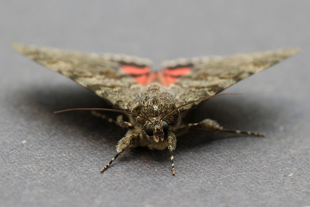 Wstęgówka pąsówka 4
[i]Catocala nupta[/i]
Słowa kluczowe: owad,motyl
