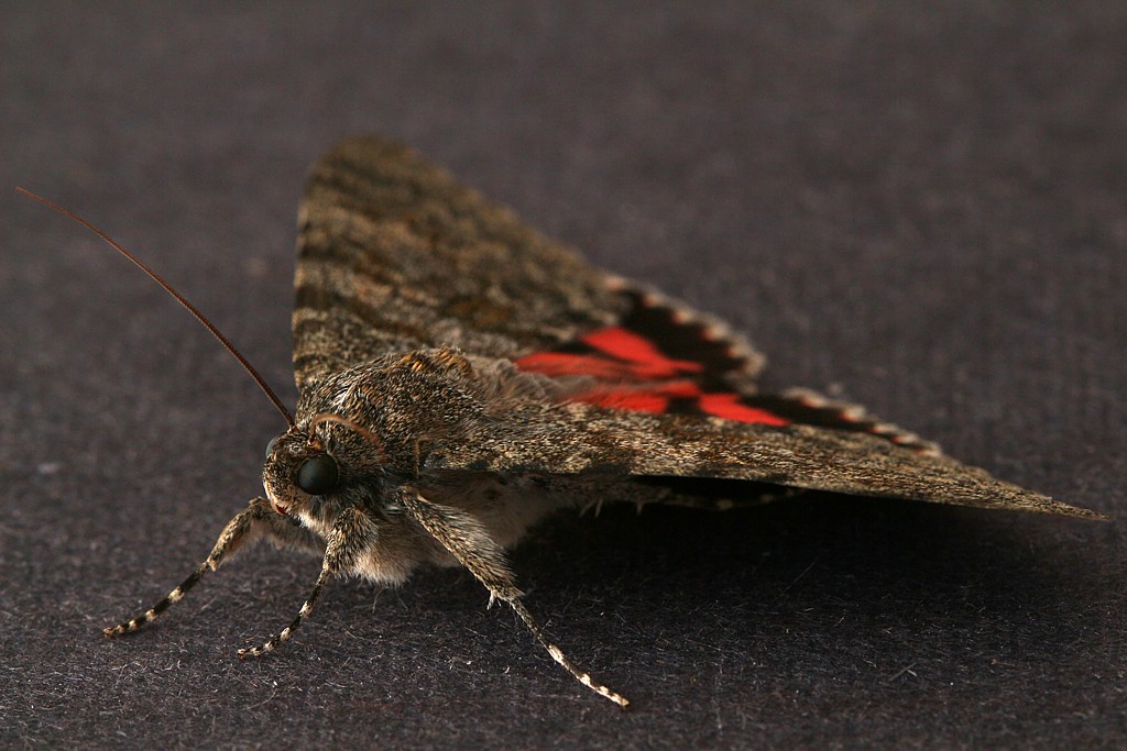 Wstęgówka pąsówka 3
[i]Catocala nupta[/i]
Słowa kluczowe: owad,motyl