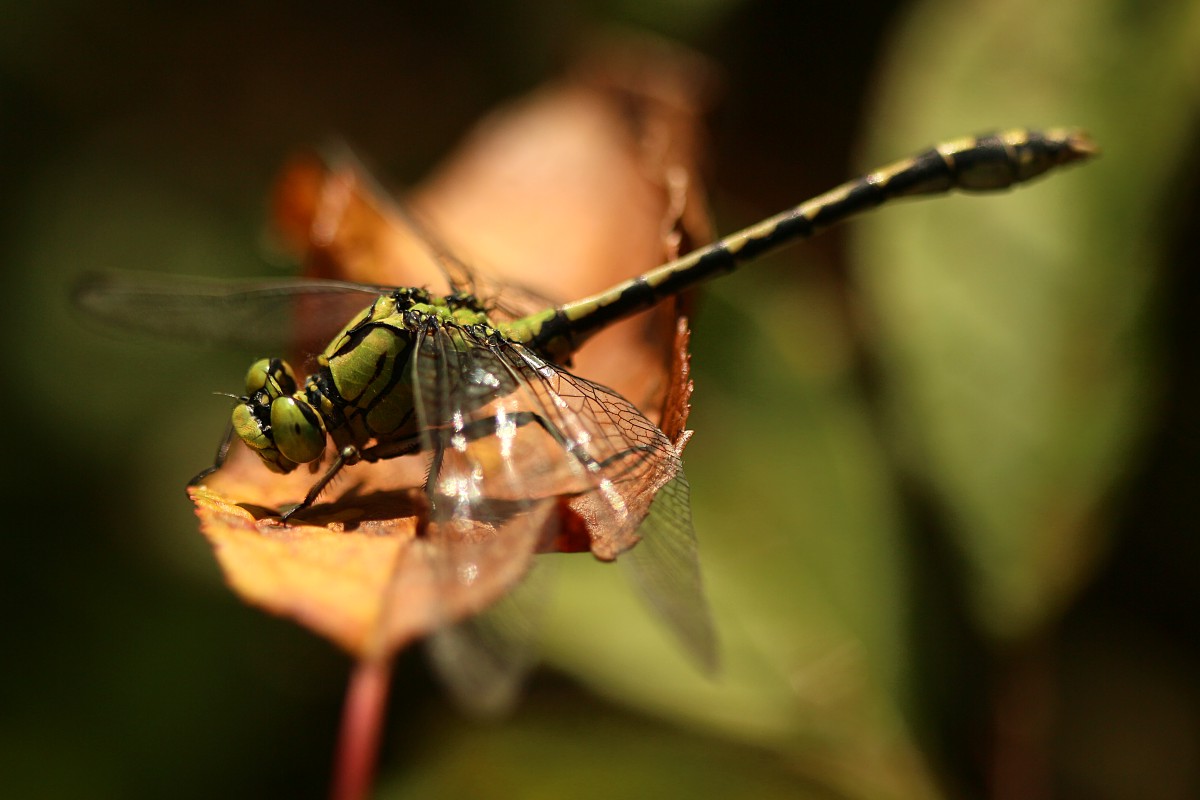 Trzepla zielona, samiec
[i]Ophiogomphus cecilia[/i]
Rezerwat przyrody Dolina Żabnika
Jaworzno, Śląskie
Wrzesień 2017
Słowa kluczowe: owad,ważka,zielony