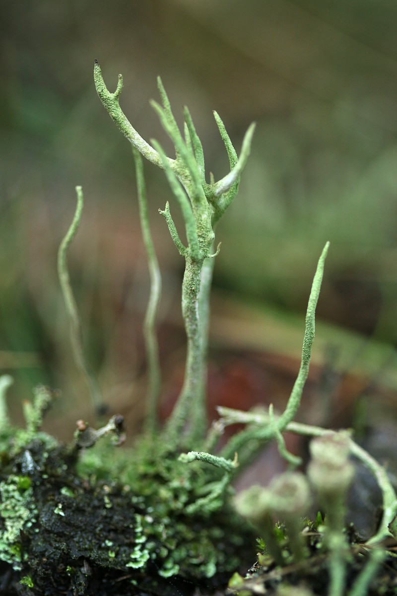 Chrobotek
[i]Cladonia sp.[/i]
Rezerwat przyrody Dolina Żabnika
Jaworzno, Śląskie
Wrzesień 2017
Słowa kluczowe: grzyb,zielony,las