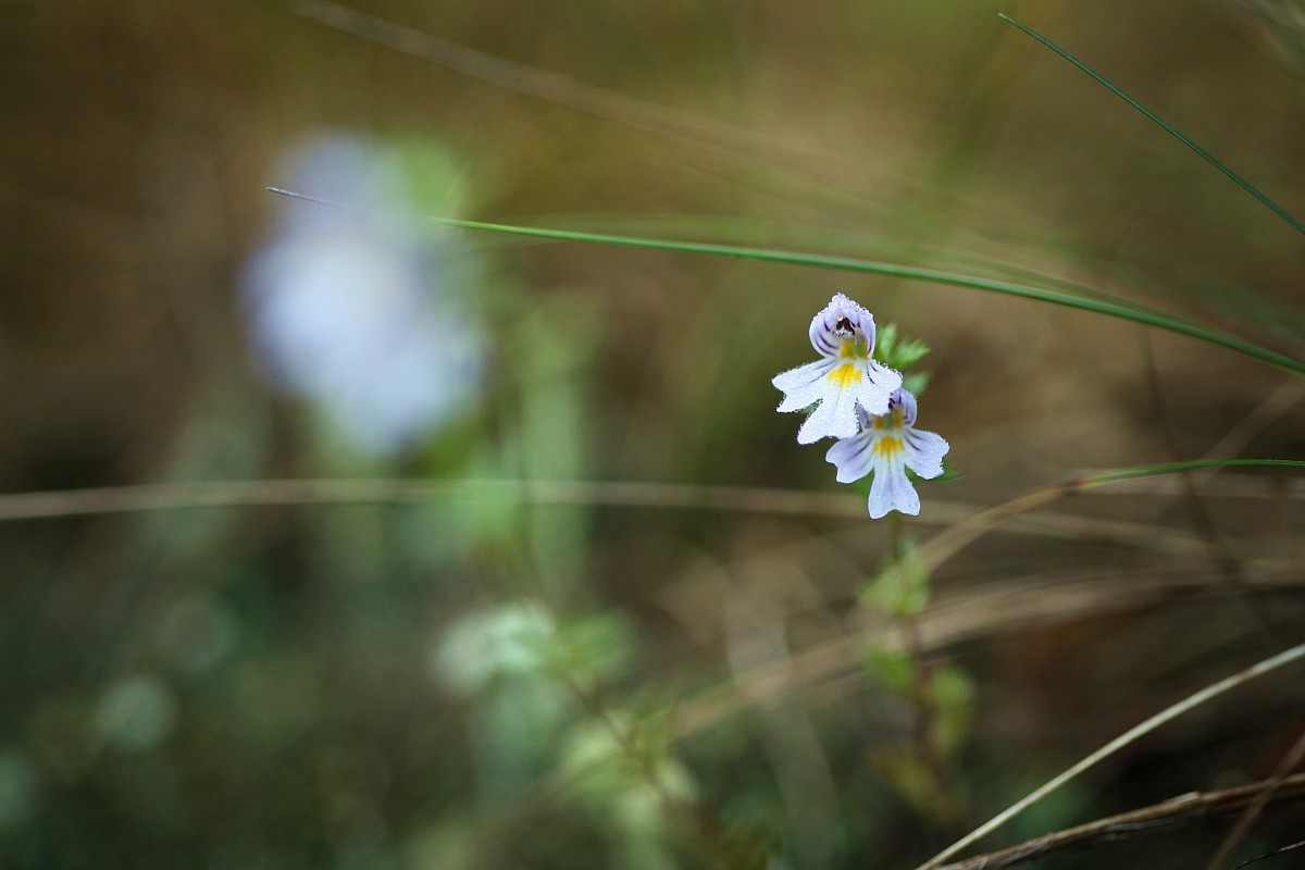Świetlik
[i]Euphrasia sp.[/i]
Rezerwat przyrody Dolina Żabnika
Jaworzno, Śląskie
Wrzesień 2017
Słowa kluczowe: kwiat,biały