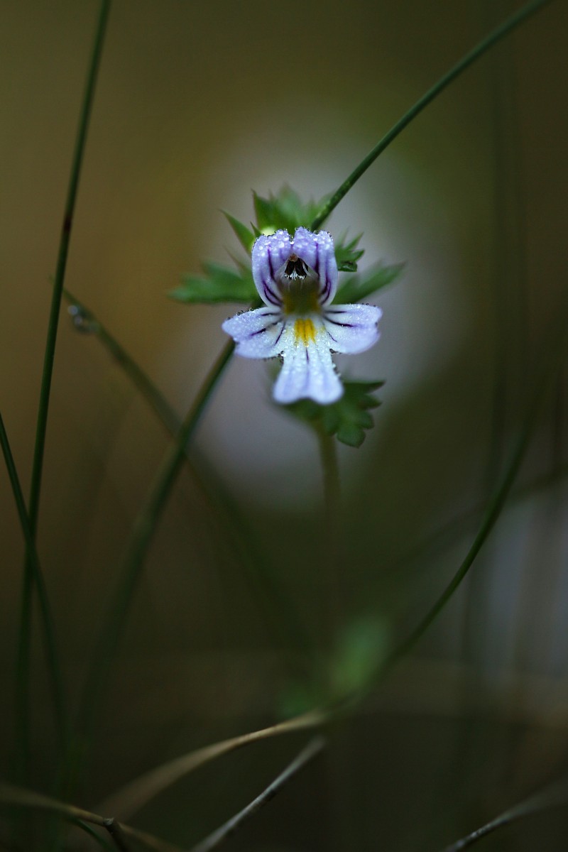 Świetlik
[i]Euphrasia sp.[/i]
Rezerwat przyrody Dolina Żabnika
Jaworzno, Śląskie
Wrzesień 2017

Słowa kluczowe: kwiat,biały