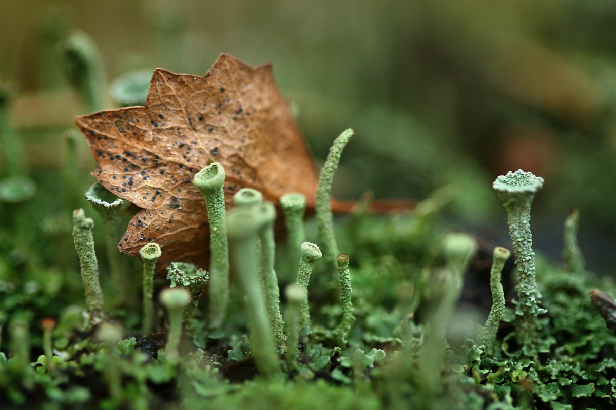 Chrobotek
[i]Cladonia sp.[/i]
Rezerwat przyrody Dolina Żabnika
Jaworzno, Śląskie
Wrzesień 2017
Słowa kluczowe: grzyb,zielony,las