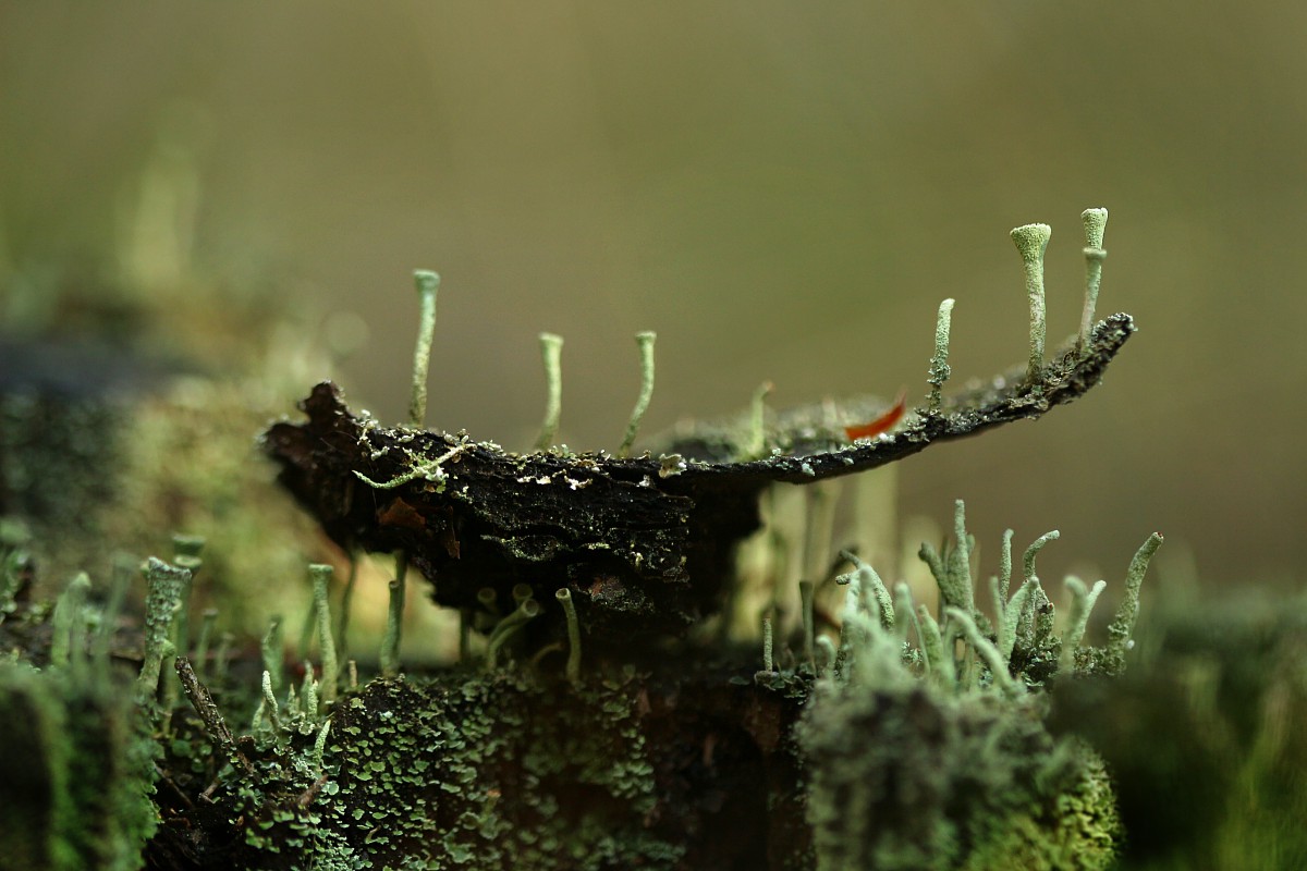 Balansujący chrobotek
[i]Cladonia sp.[/i]
Rezerwat przyrody Dolina Żabnika
Jaworzno, Śląskie
Wrzesień 2017
Słowa kluczowe: grzyb,zielony,las