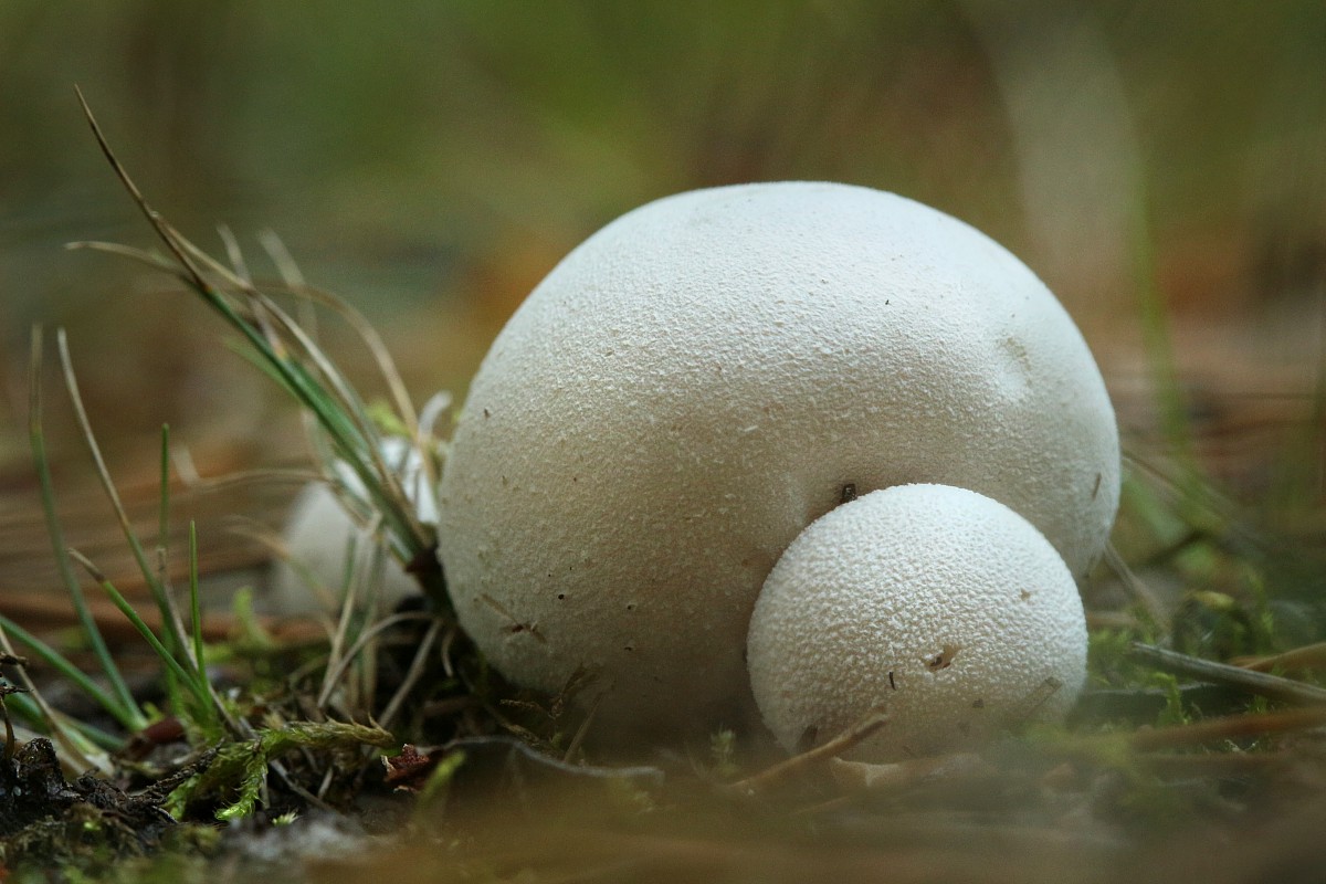 Purchawka spłaszczona
[i]Lycoperdon pratense[/i]
Rezerwat przyrody Dolina Żabnika
Jaworzno, Śląskie
Wrzesień 2017
Słowa kluczowe: grzyb,biały,las