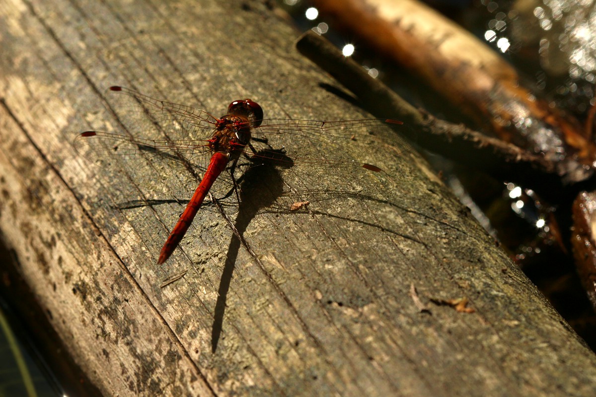 Szablak krwisty, samiec
[i]Sympetrum sanguineum[/i]
Rezerwat przyrody Dolina Żabnika
Jaworzno, Śląskie
Wrzesień 2017
Słowa kluczowe: ważka,owad,czerwony