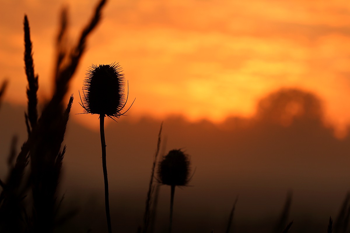 Wschód słońca na łące
Słowa kluczowe: żółty,łąka,słońce,bokeh