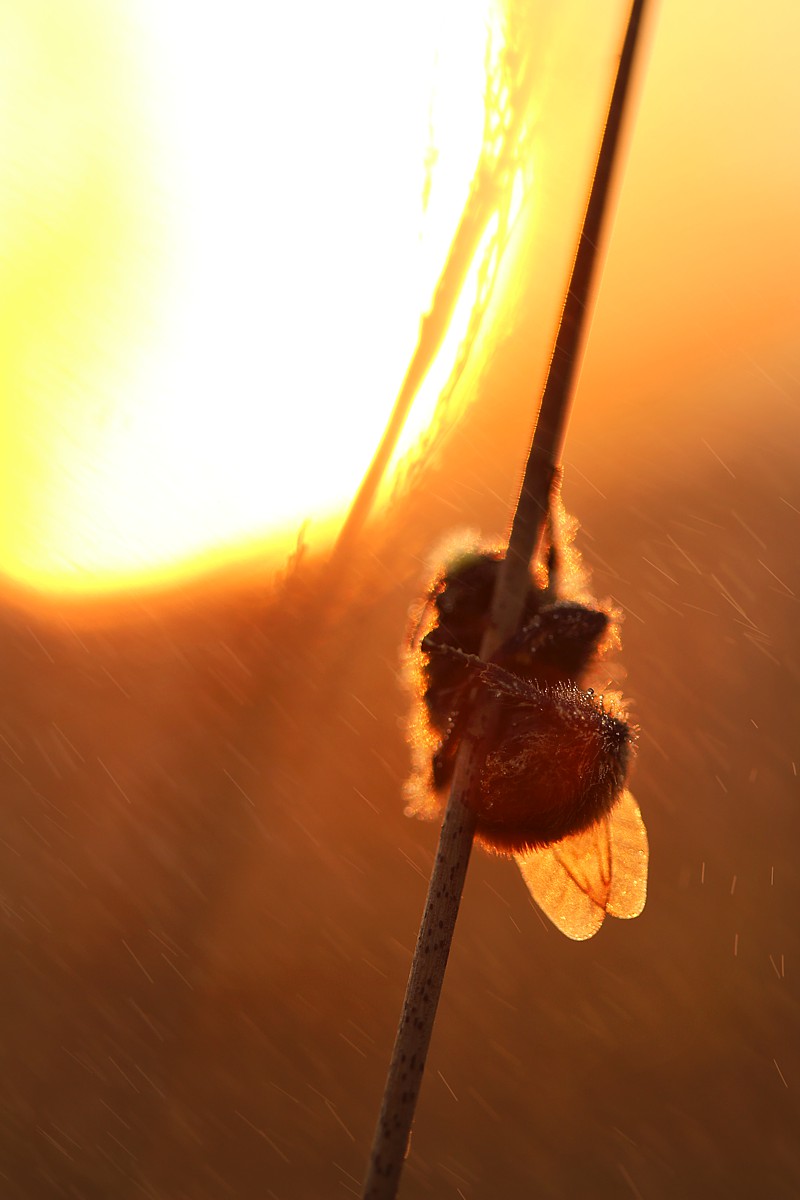 Wschód słońca na łące
Słowa kluczowe: żółty,łąka,słońce,owad,rosa,bokeh