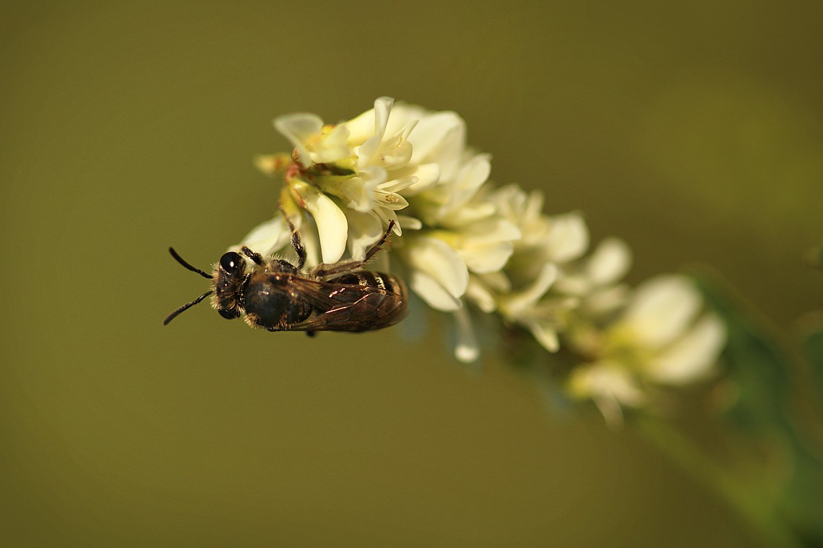 Dzika pszczoła
Słowa kluczowe: owad,pszczoła,zielony