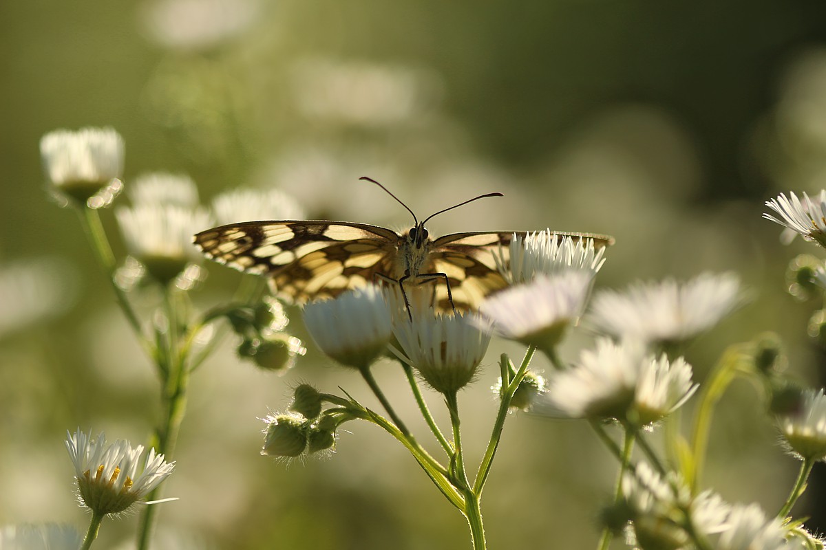 Polowiec szachownica
[i]Melanargia galathea[/i]
Słowa kluczowe: owad,motyl,biały,zielony