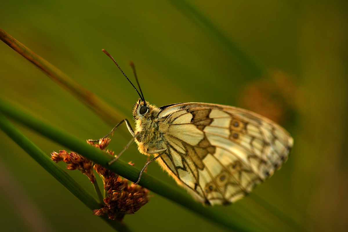 Polowiec szachownica
[i]Melanargia galathea[/i]
Słowa kluczowe: owad,motyl,biały,zielony