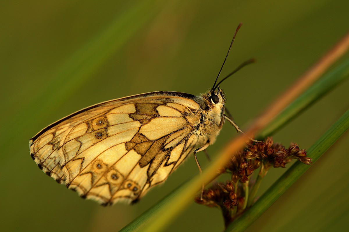 Polowiec szachownica
[i]Melanargia galathea[/i]
Słowa kluczowe: owad,motyl,biały,zielony