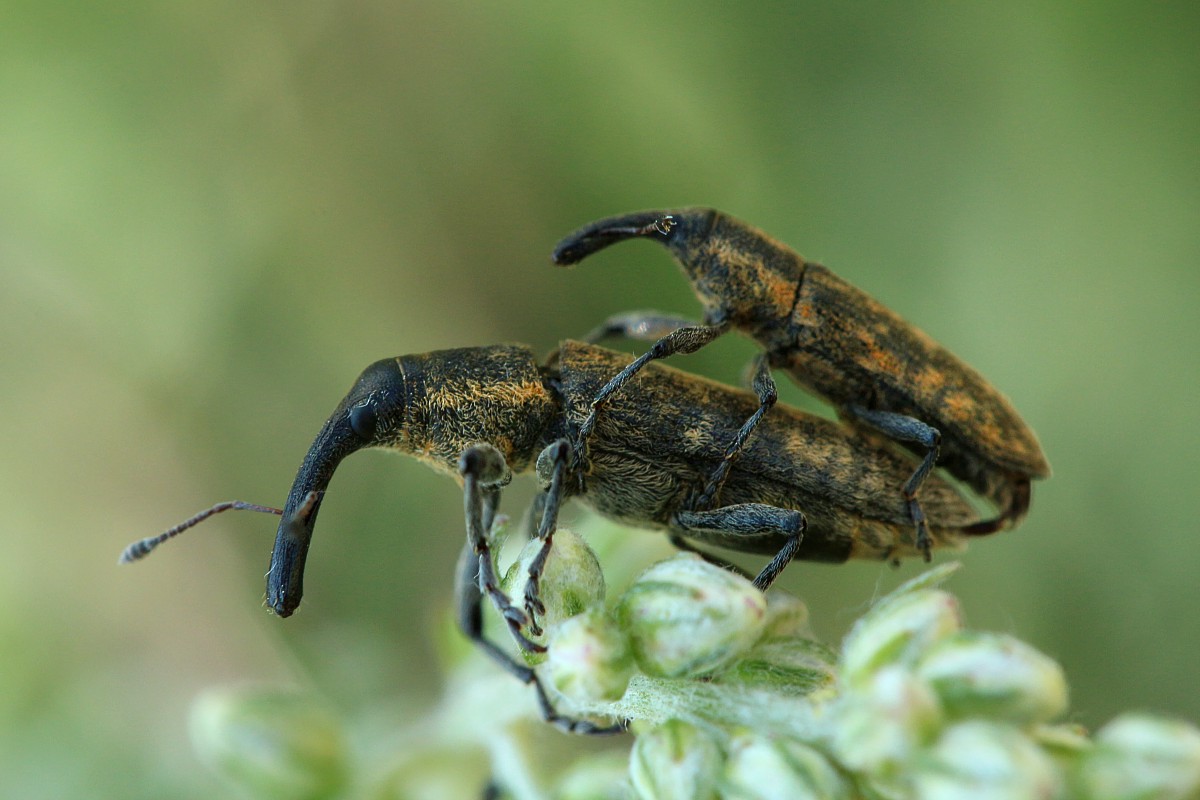 Ryjkowcowate
[i]Curculionidae[/i]
Słowa kluczowe: owad,chrząszcz