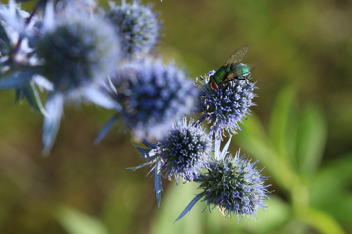Lucilia skórnica i mikołajek płaskolistny
[i]Lucilia sericata, Eryngium planum[/i]
Słowa kluczowe: owad,mucha,niebieski