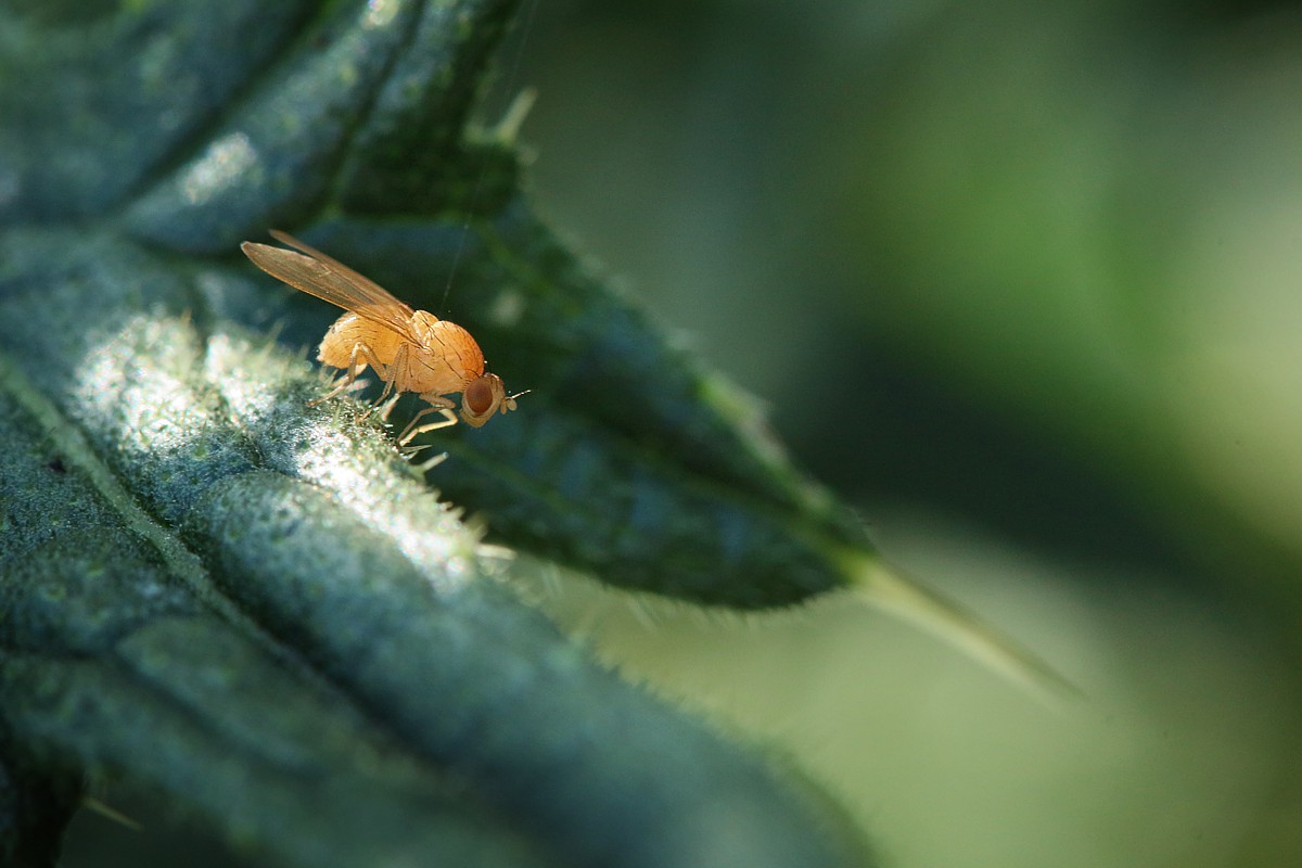 Maleńska muszka
[i]Drosophila funebris[/i]
Słowa kluczowe: owad,mucha