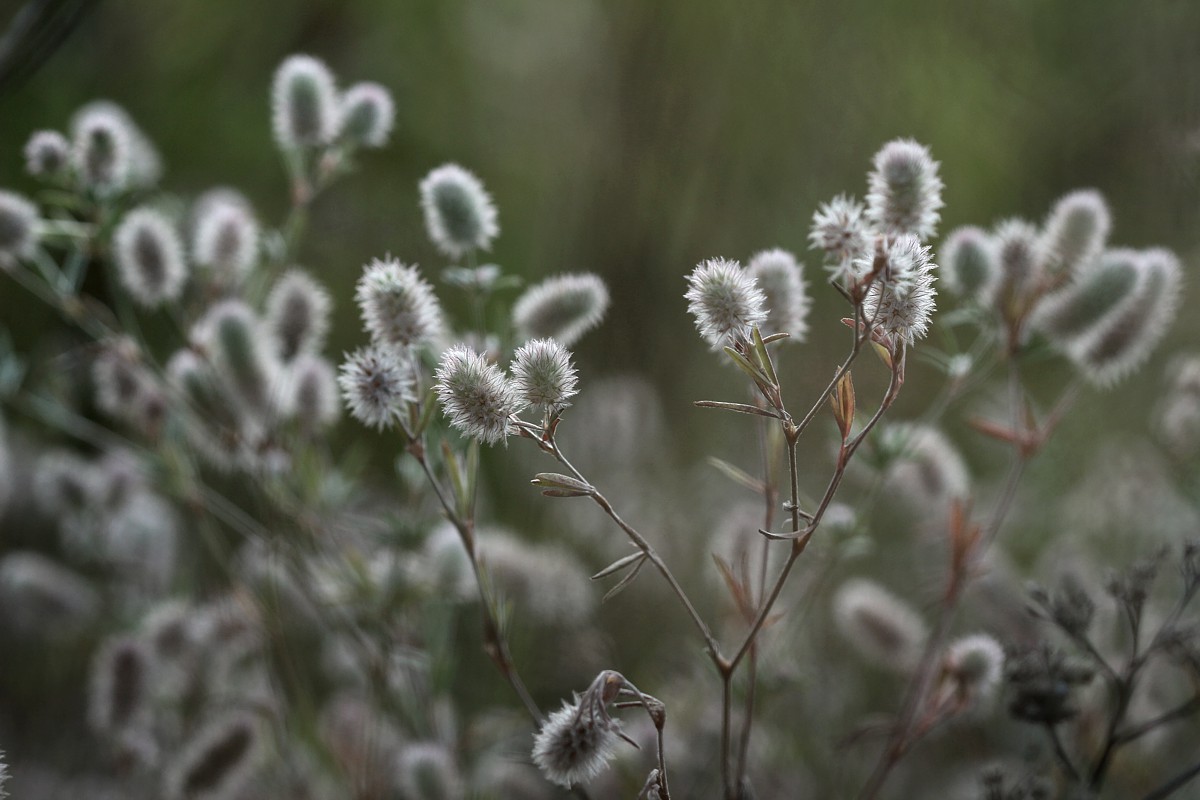 Koniczyna polna
[i]Trifolium arvense[/i]
Słowa kluczowe: szary