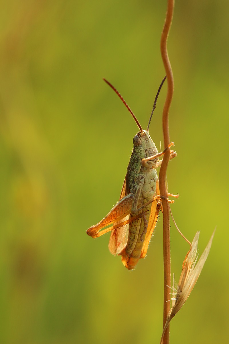 Grasshopper
Słowa kluczowe: owad,zielony,szarańczak