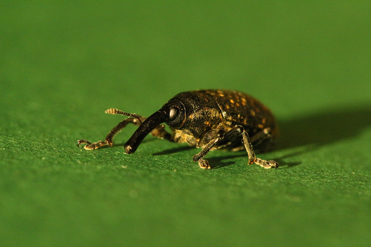 Larinus sturnus
Słowa kluczowe: owad,chrząszcz,zielony