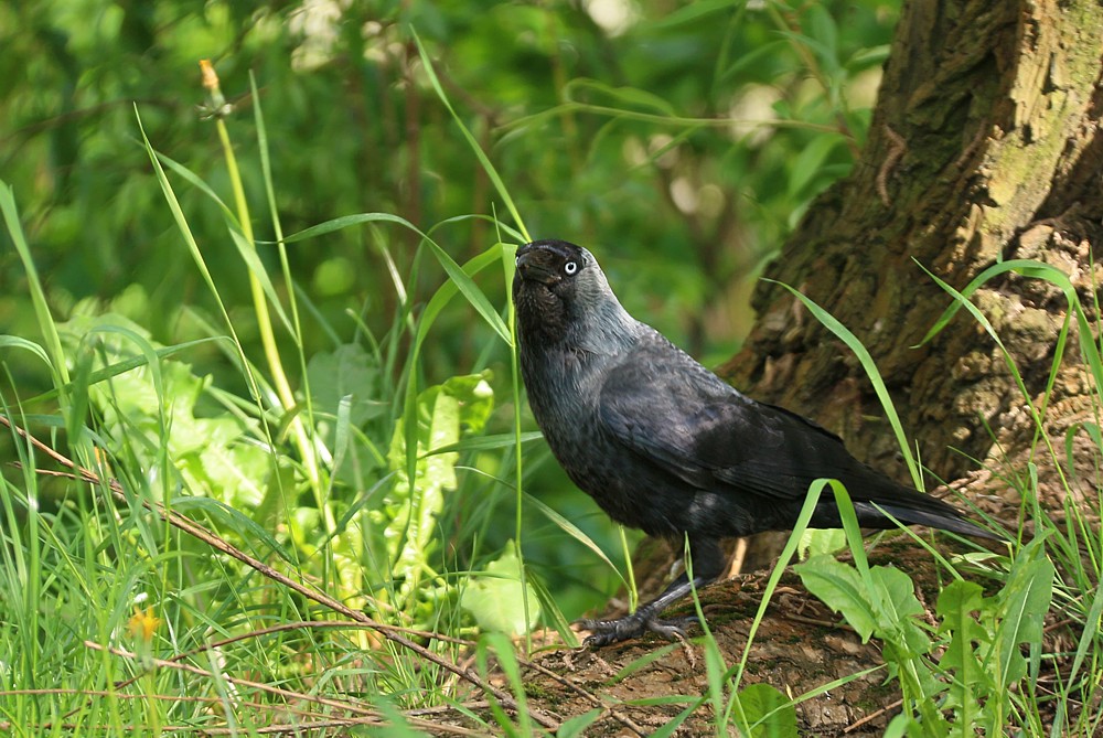Kawka w trawie
[i]Corvus monedula[/i]
Słowa kluczowe: ptak,czarny