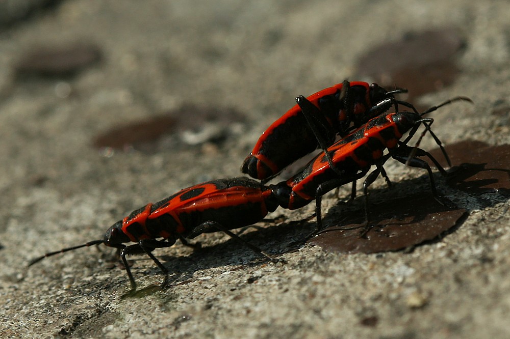 Kowal bezskrzydy, w trójkącie
[i]Pyrrhocoris apterus[/i]
Słowa kluczowe: owad,pluskwiak