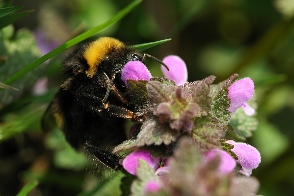 Trzmiel ziemny
[i]Bombus terrestris[/i]
Słowa kluczowe: owad