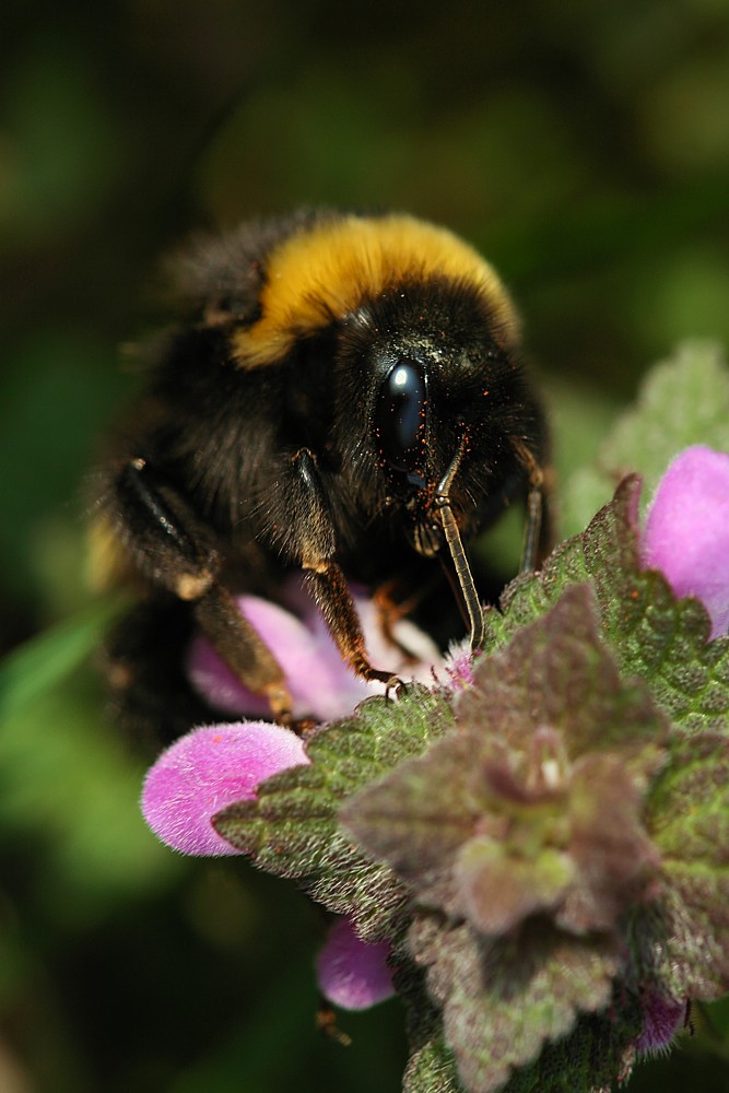 Trzmiel ziemny
[i]Bombus terrestris[/i]
Słowa kluczowe: owad