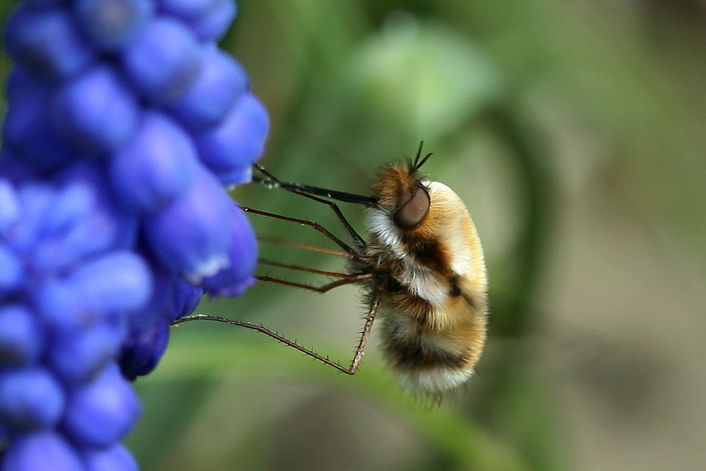 Bujanka większa
[i]Bombylius major[/i]
Słowa kluczowe: owad