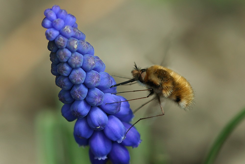 Bujanka większa
[i]Bombylius major[/i]
Słowa kluczowe: owad
