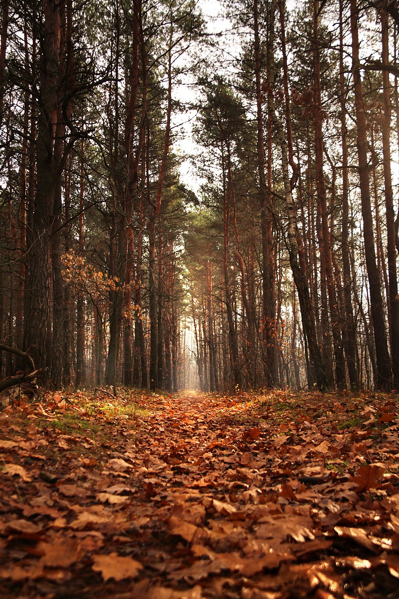 Jesienny las
Słowa kluczowe: las,liść,pomarańczowy