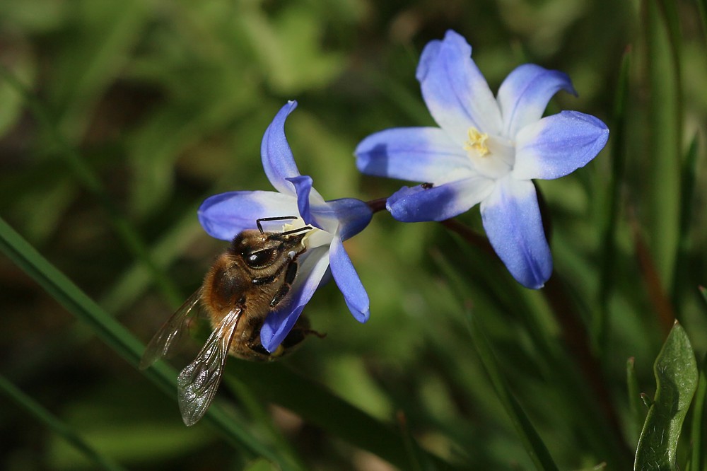 Pszczoła miodna na cebulicy
[i]Apis mellifera[/i]
Słowa kluczowe: owad,pszczoła
