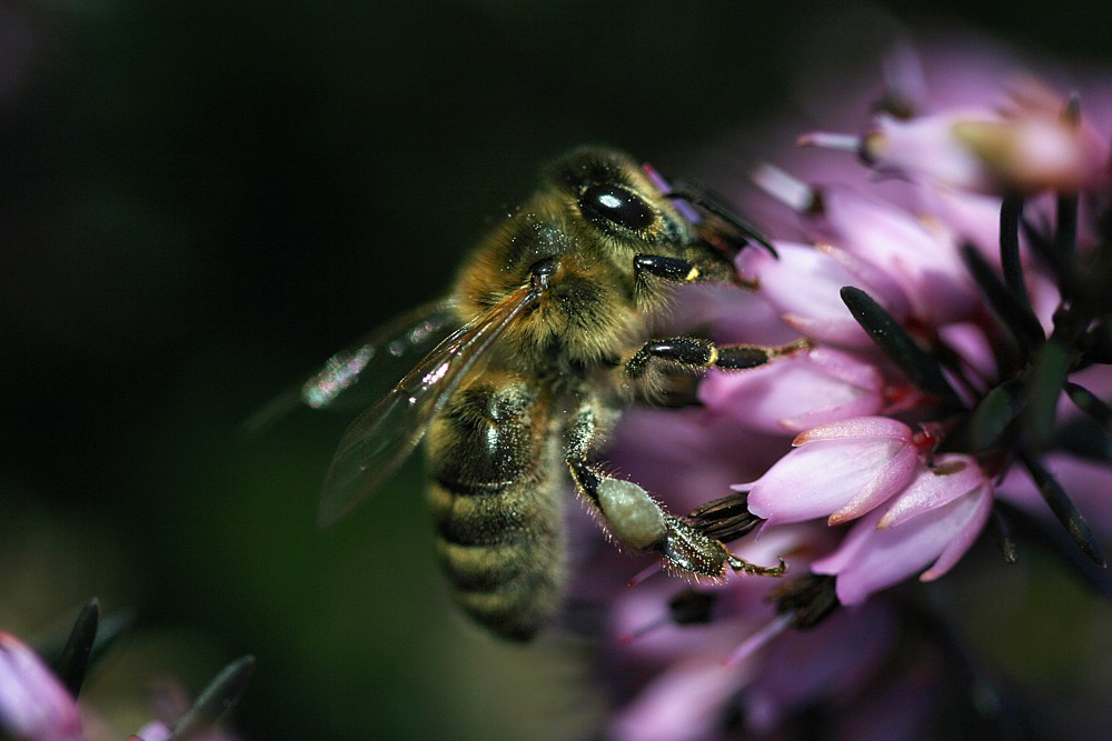 Wiosna - pierwsze pszczoły
Pszczoła miodna - [i]Apis mellifera[/i] i wrzosiec - [i]Erica sp.[/i]
Słowa kluczowe: owad,fioletowy,pszczoła