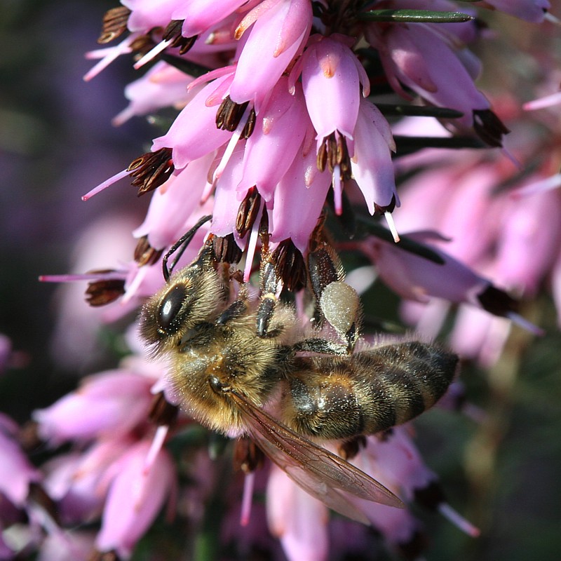 Wiosna - pierwsze pszczoły
Pszczoła miodna - [i]Apis mellifera[/i] i wrzosiec - [i]Erica sp.[/i]
Słowa kluczowe: owad,fioletowy,pszczoła